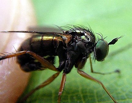 Note genitalia folded under and aristate antennae