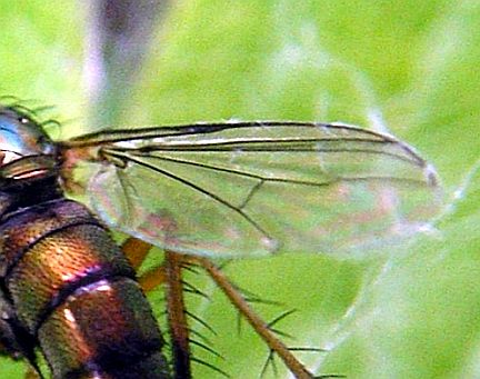 Long-Legged Fly Wing