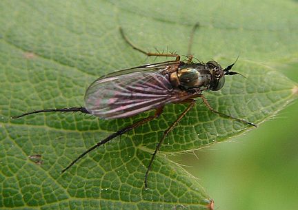 Long-Legged Fly - note metalic green/coppery color