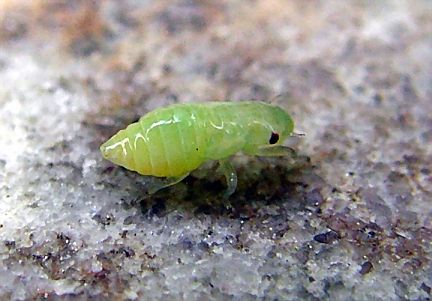 Meadow Spittlebug Nymph