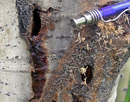 Evidence of poplar borer infestation in a trembling aspen - note reddish sap flow from hole (upper left).