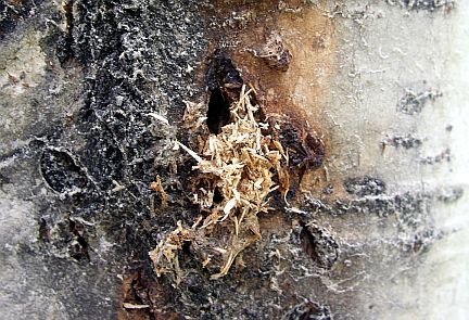 Sawdust ejected by a poplar borer larva from a trembling aspen trunk.