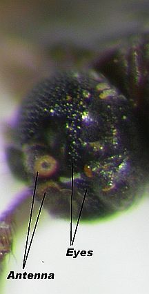 Note how the eyes join above the base of the antennae.