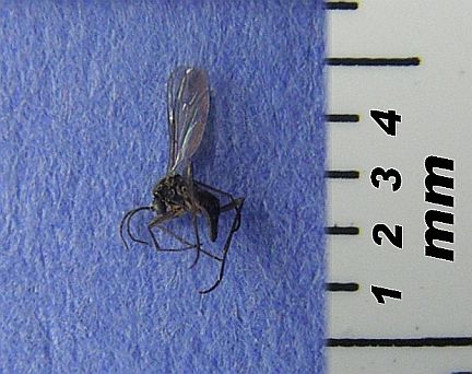 This D.W. Fungus Gnat is about 2mm long
