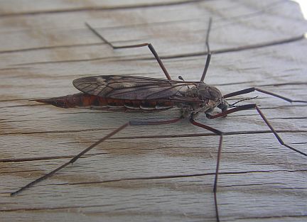 Crane Fly - male
