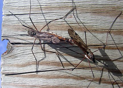 Crane Flies - male and female mating