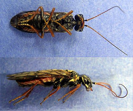 Webspinning Sawfly - ventral and side views.