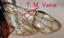 Web-Spinning Sawfly Wing - Note 2 transverse median veins