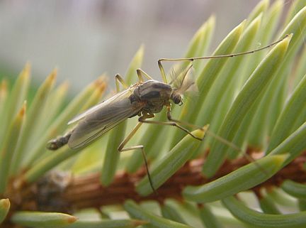 Midge - male