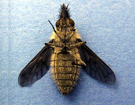 Bee Fly - ventral side