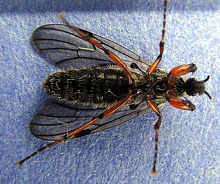 March Fly - ventral side - the halteres are clearly visible between the legs near the wing attachment.  
