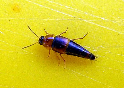 Crab-Like Rove Beetle