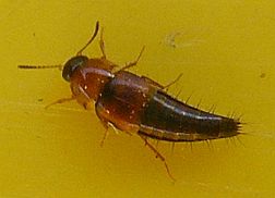 Crab-Like Rove Beetle 