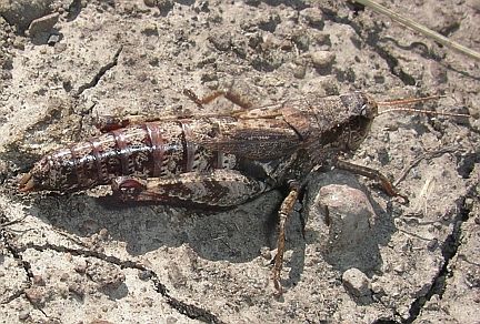 Montane Grasshopper - adult female