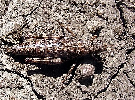 Montane Grasshopper - dorsal view