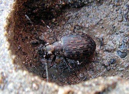 Marsh Ground Beetle