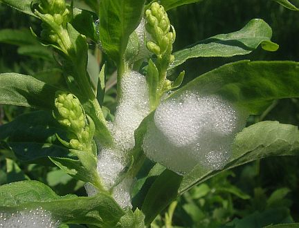 Spittlelike masses around Spittlebugs