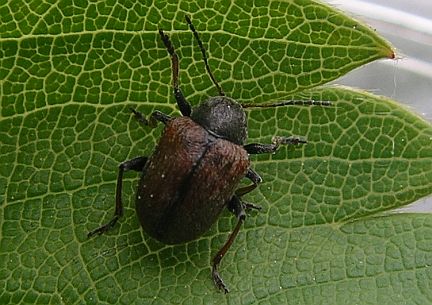 Western Grape Rootworm Beetle