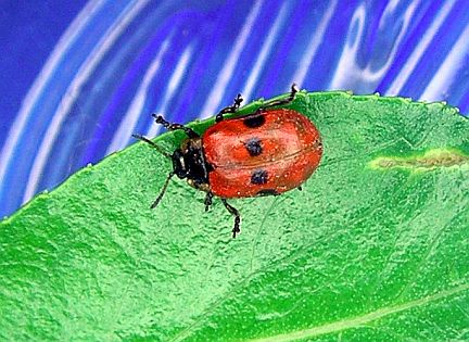 Broad-bodied Leaf Beetle