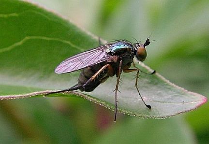 Long-Legged Fly