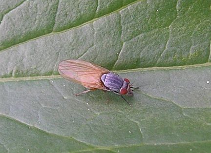 Lauxaniid Fly