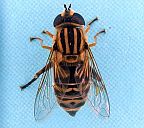 Helophilus sp.