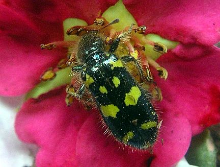 Ornate Checkered Beetle