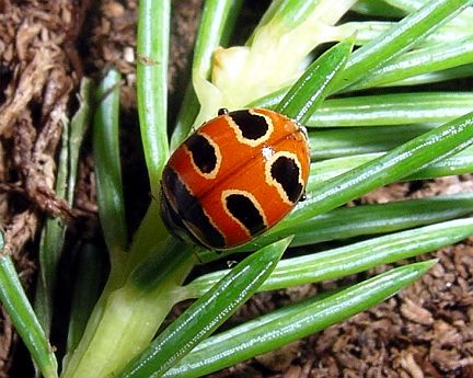Three-Banded Ladybug