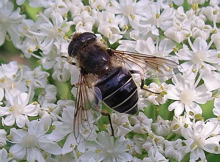 White-banded Flower Fly