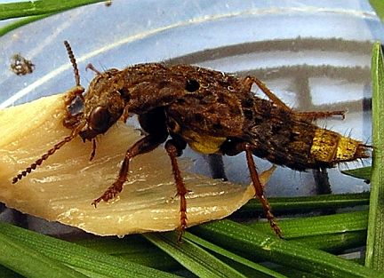 Ontholestes cingulatus