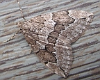 Evergreen Spanworm Moth