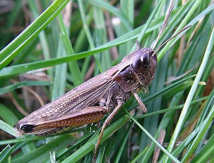 Marsh Meadow Grasshopper