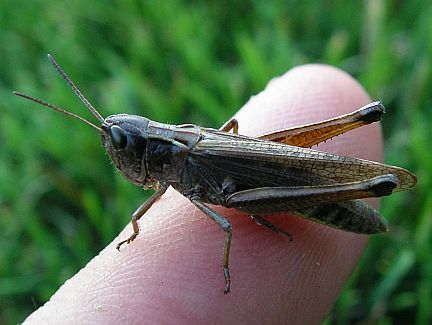 Marsh Meadow Grasshopper - adult female