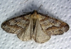 Linden Looper Moth
