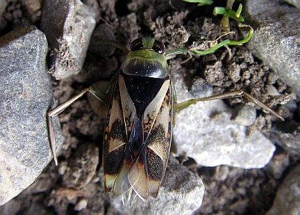 Common Backswimmer - out of water