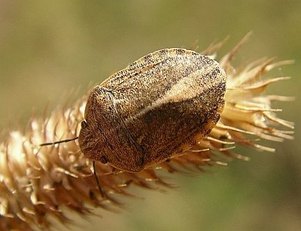 Shield-Backed Bug on timothy grass - note narrow scutellum with exposed hemylytra