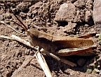 Marsh Meadow Grasshopper