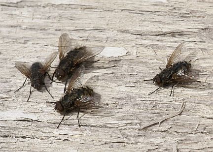 A small cluster of "Cluster Flies".