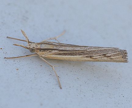 Greater Sod Webworm
