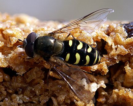 Lapposyrphus lapponicus 