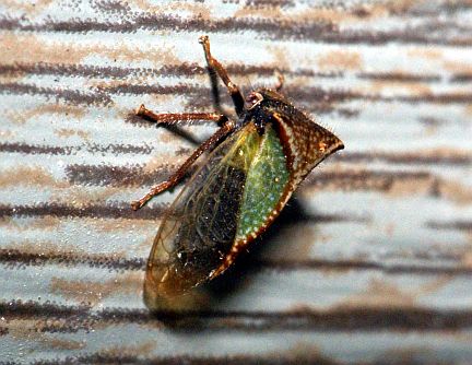 Treehopper