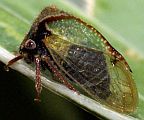 Treehopper