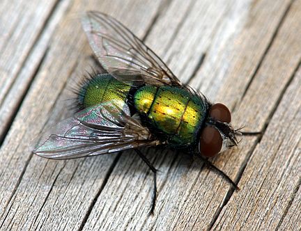 Greenbottle Fly