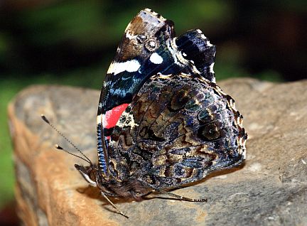 Red Admiral - ventral side of wing