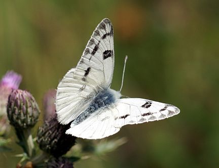 Western White - male