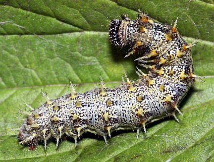 Red Admiral Caterpillar - white mottled color morph 
