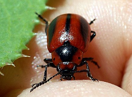 Red Turnip Beetle