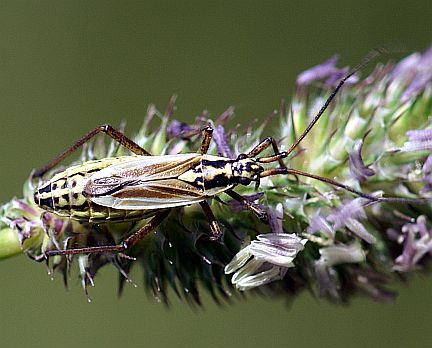 Meadow Plant Bug - female