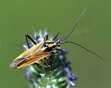 Meadow Plant Bug - Male