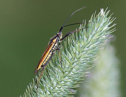 Meadow Plant Bug - male side view